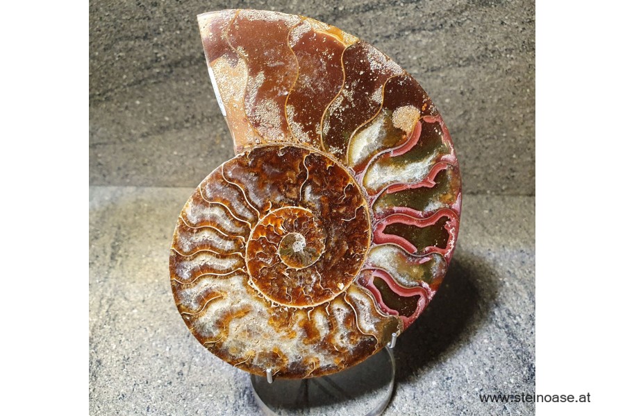 Ammonite Nr.5 - rechts